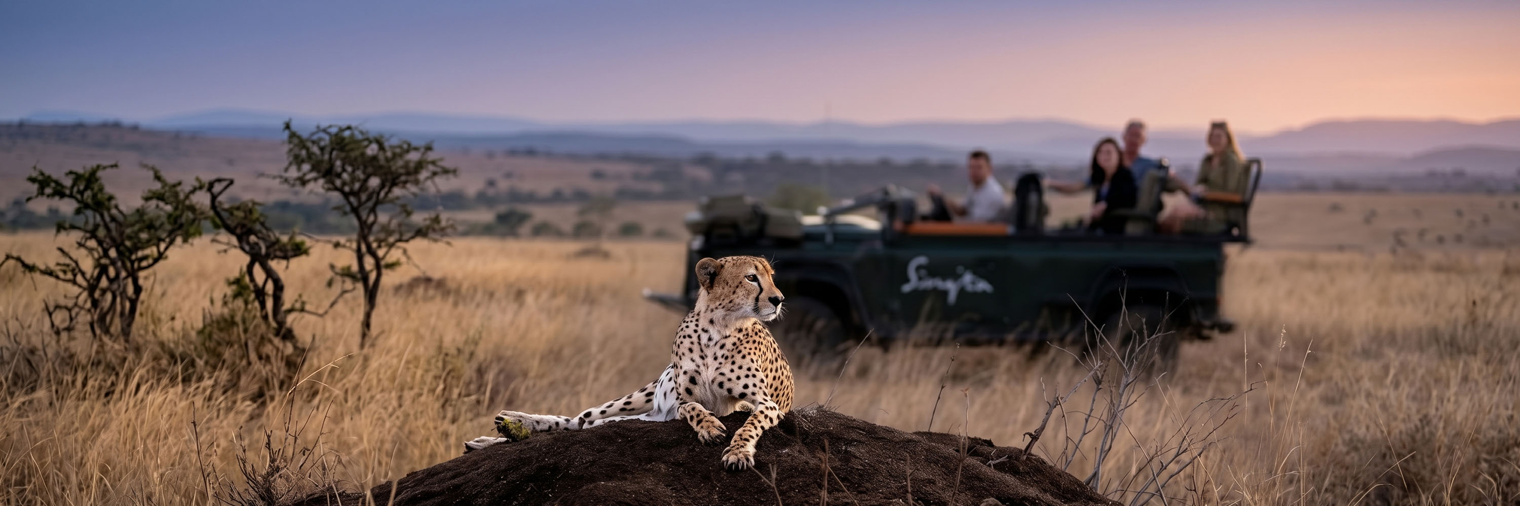 cheetah
