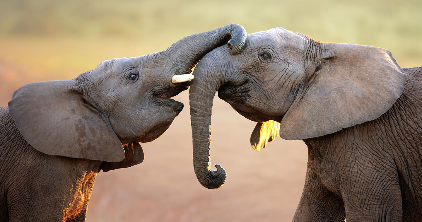 elephant