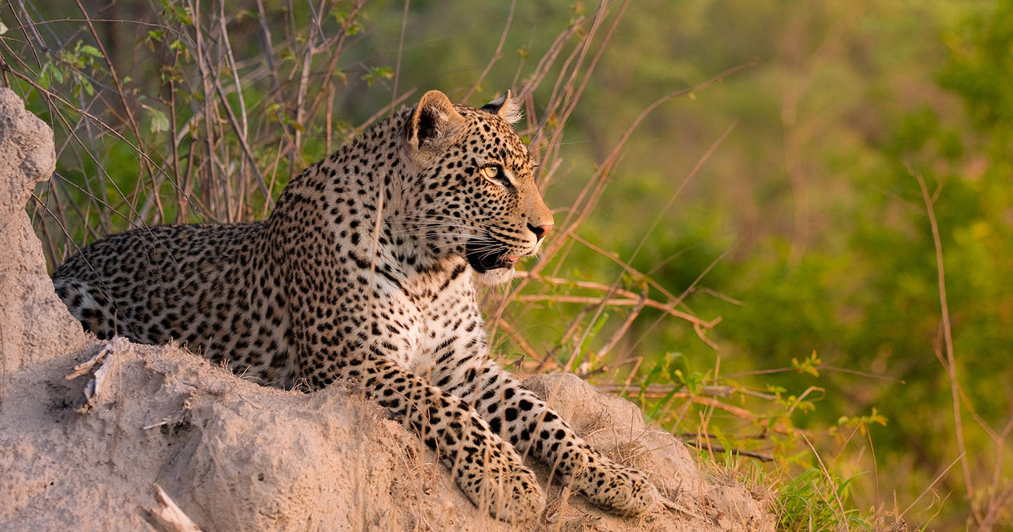 leopard
