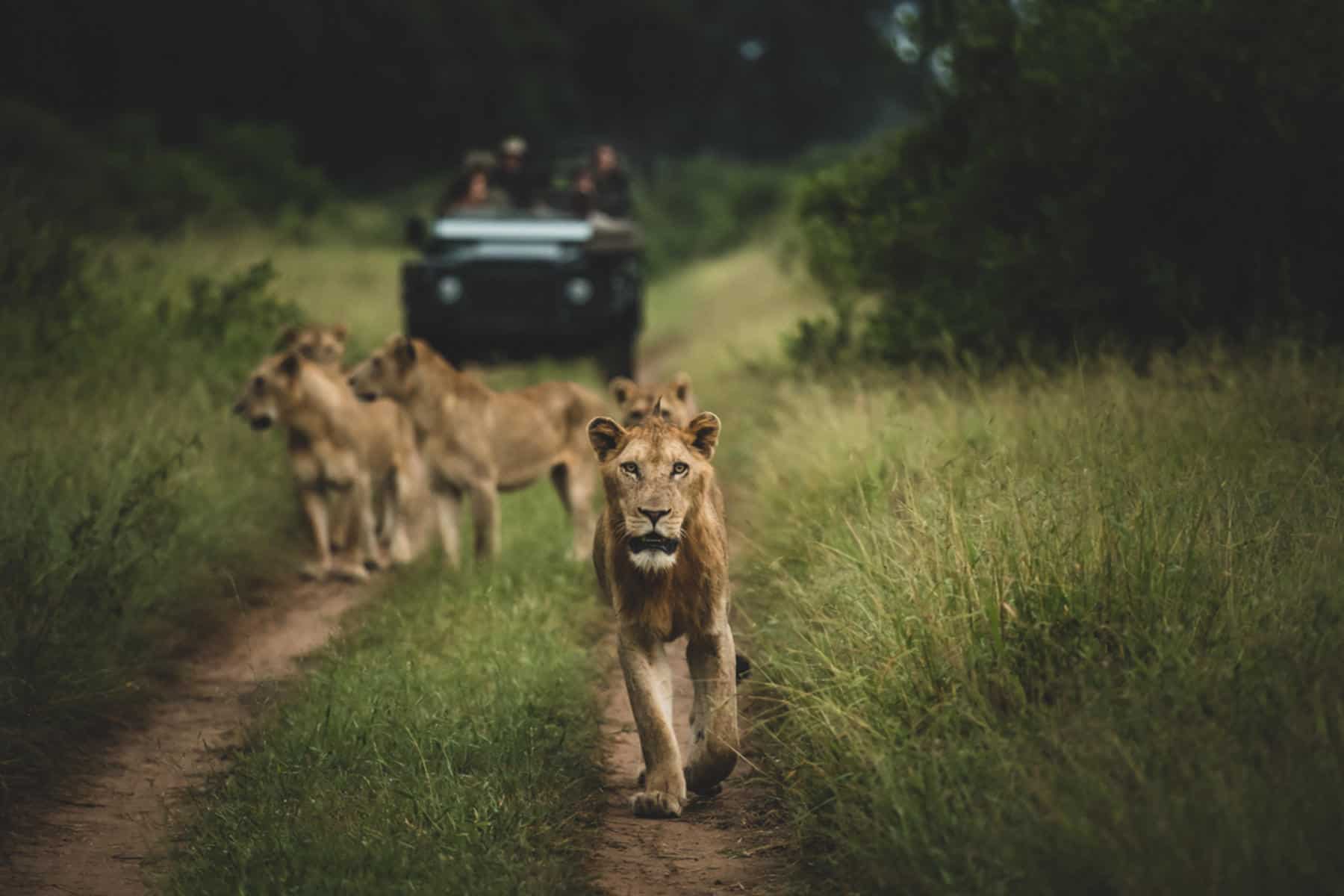 lion